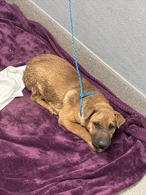 *TIANA - Chinese Shar-Pei available for adoption
