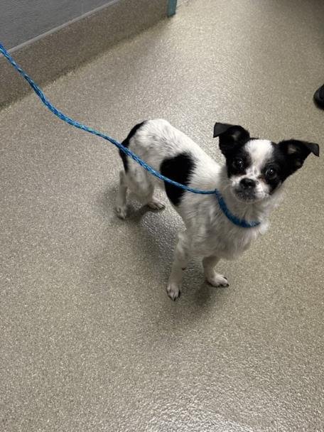 *OREO MCFLURRY - Chihuahua available for adoption