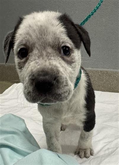 *PENGUINA - Pit Bull Terrier available for adoption