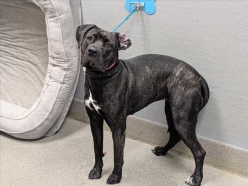 ECHO - Cane Corso Mastiff available for adoption