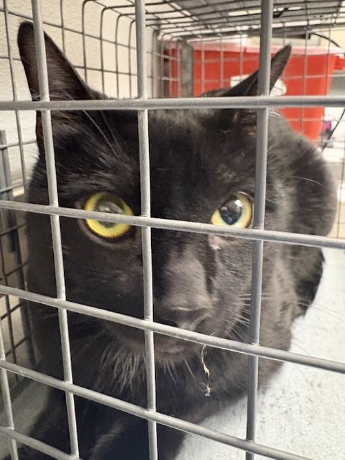 COCOA - Domestic Short Hair available for adoption