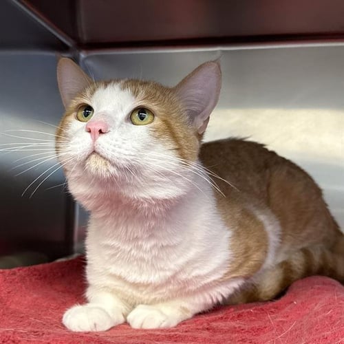 *PUZZLE - Domestic Short Hair available for adoption