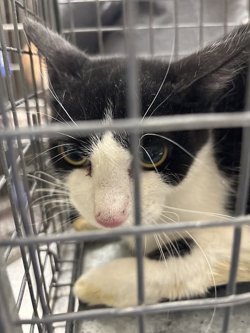 *JASON - Domestic Short Hair for adoption in Las Vegas
