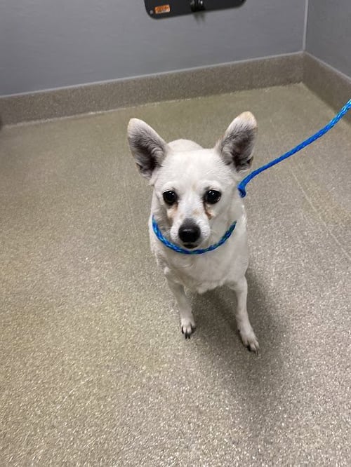 *SORA - Chihuahua available for adoption