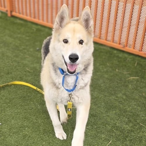 ALDO - German Shepherd Dog available for adoption