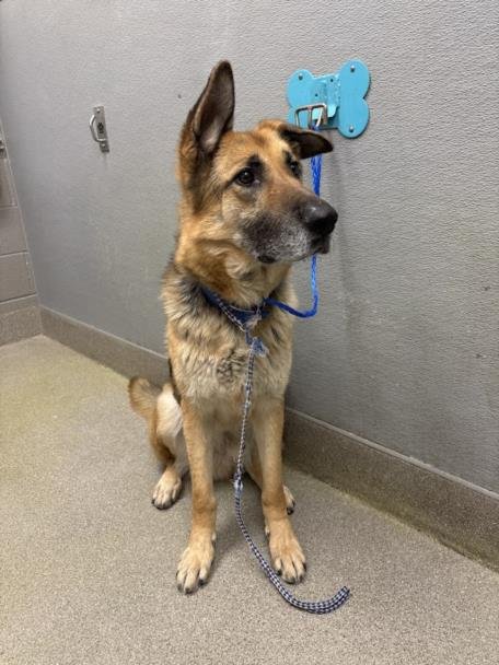 ALPHA - German Shepherd Dog available for adoption