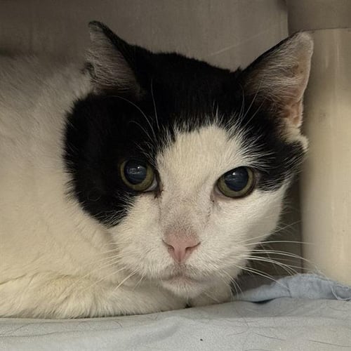 *HANK - Domestic Short Hair for adoption in Las Vegas