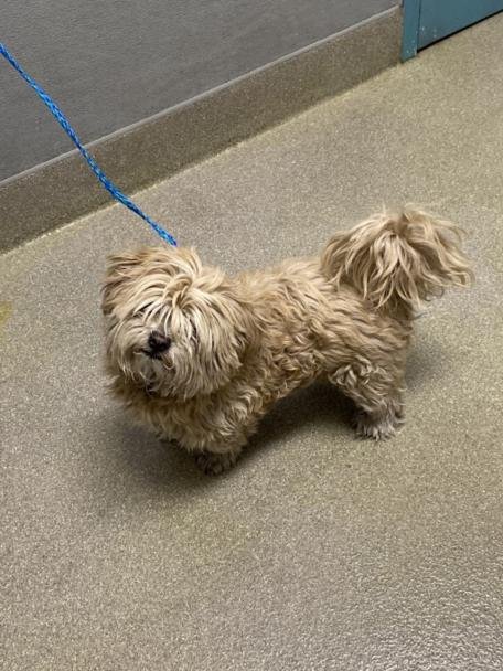 BUDDY - Lhasa Apso / Shih Tzu available for adoption