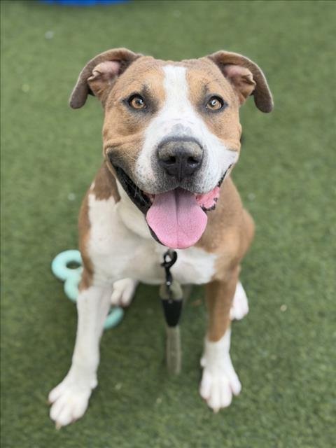 *OCEAN TIDE - Pit Bull Terrier available for adoption