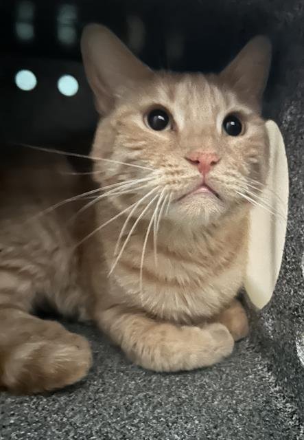 KITTY Image