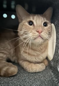 KITTY - Photo 1