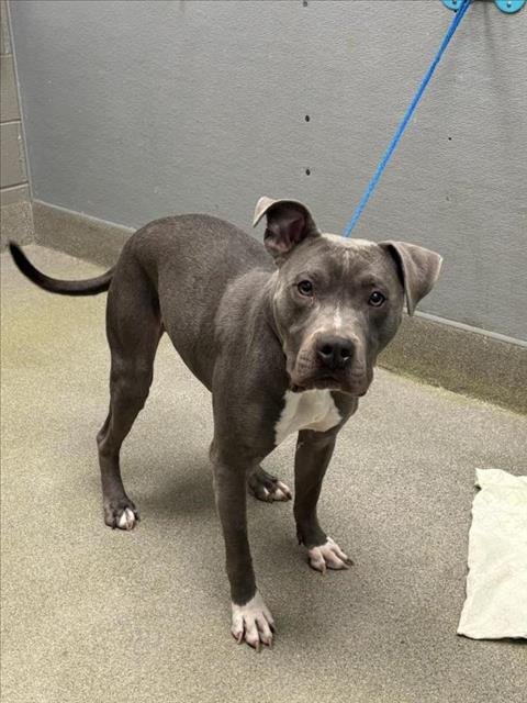 MAVERICK - Pit Bull Terrier available for adoption