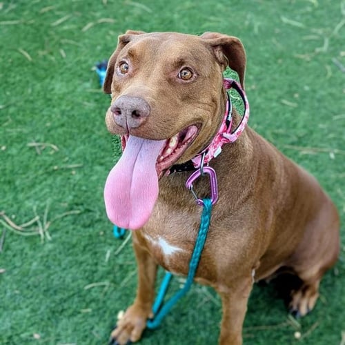 LOLA - Doberman Pinscher / Pit Bull Terrier available for adoption
