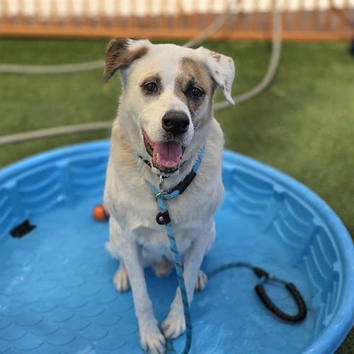 KYLO - Labrador Retriever available for adoption