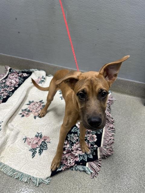 *ADAM - Mastiff available for adoption