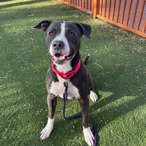 *NACHO PRETZEL - Pit Bull Terrier available for adoption