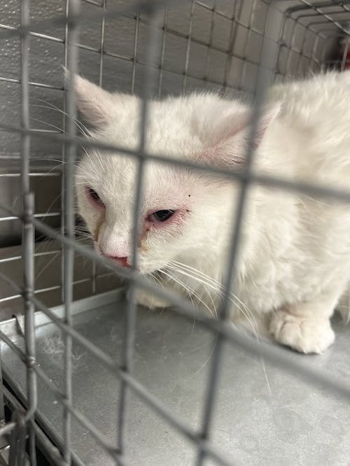 *CORIO - Domestic Short Hair for adoption in North Las Vegas