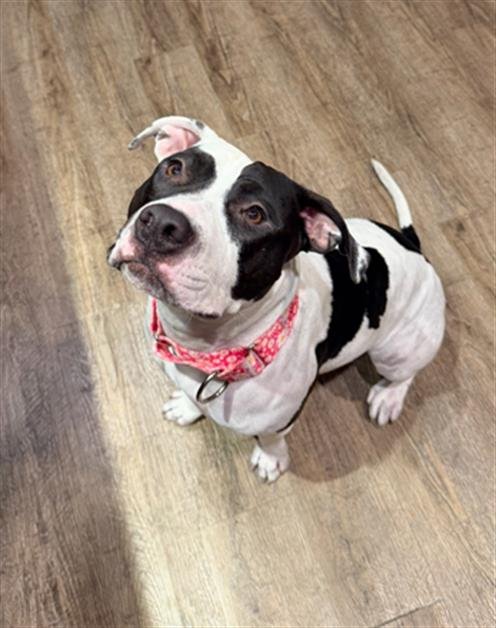 MARILYN - Pit Bull Terrier available for adoption