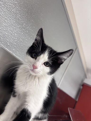 A1416778 - Domestic Short Hair available for adoption