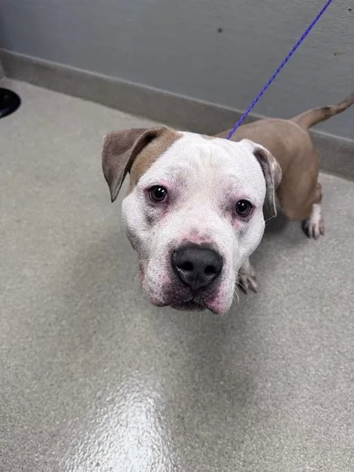 *HERCULES - Pit Bull Terrier available for adoption