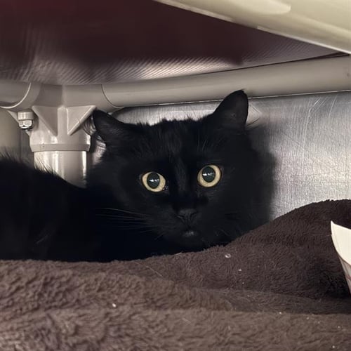 *SHAYLA - Domestic Medium Hair for adoption in North Las Vegas