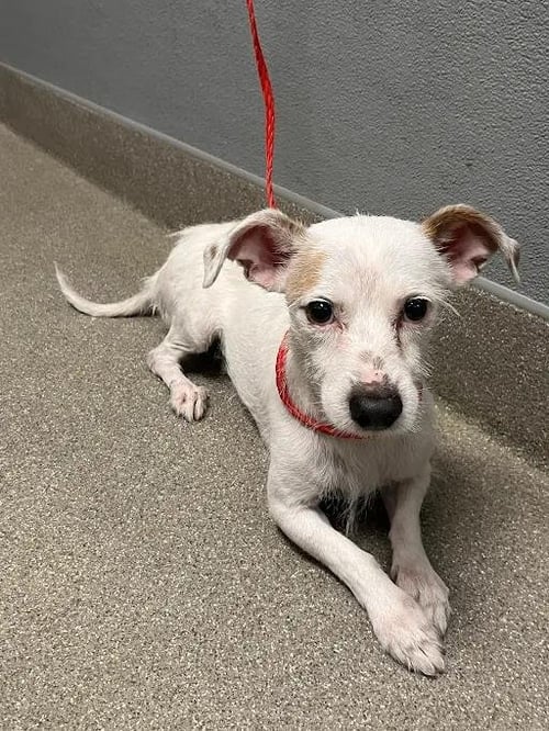 *LOOMEN - Terrier available for adoption
