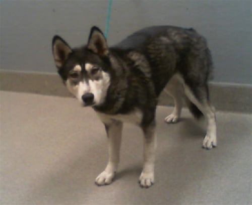 *PALOMA - Husky for adoption in North Las Vegas