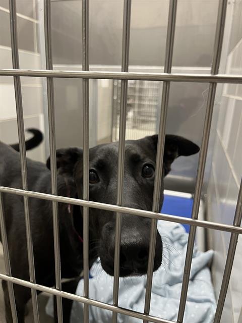 DAISY - Belgian Shepherd Malinois available for adoption