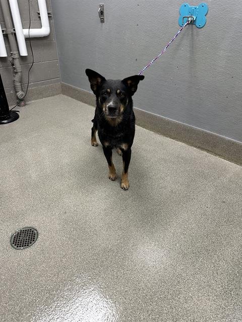 *STRAWBELLA - Australian Cattle Dog/Blue Heeler available for adoption