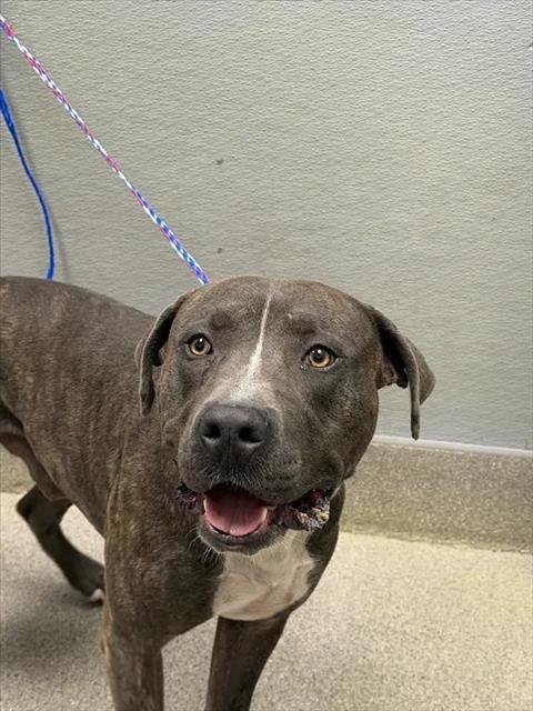 *BUSTER - Pit Bull Terrier available for adoption