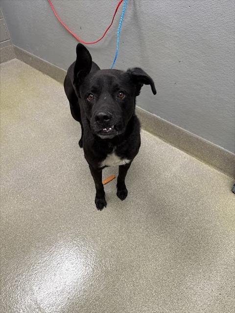 ACE - Labrador Retriever available for adoption