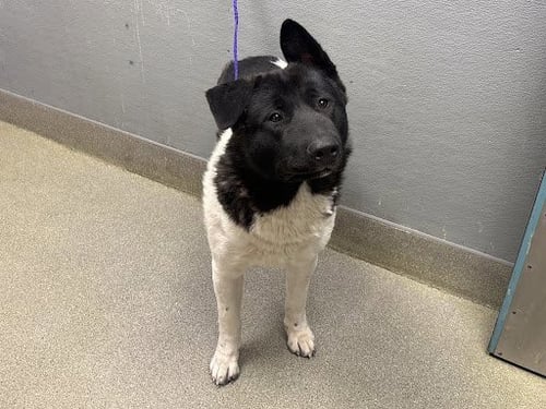 AVY - Akita available for adoption