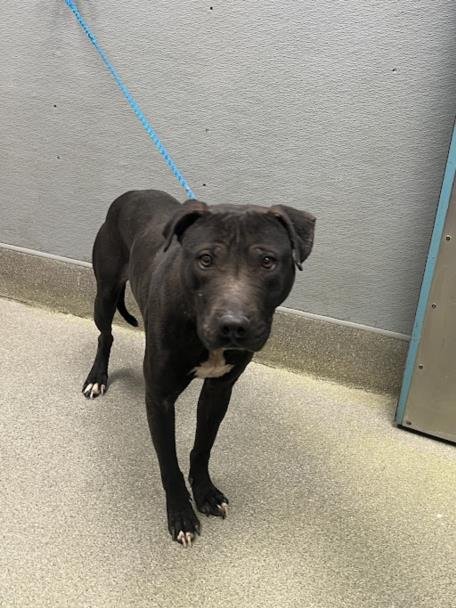 *DJ - Pit Bull Terrier available for adoption