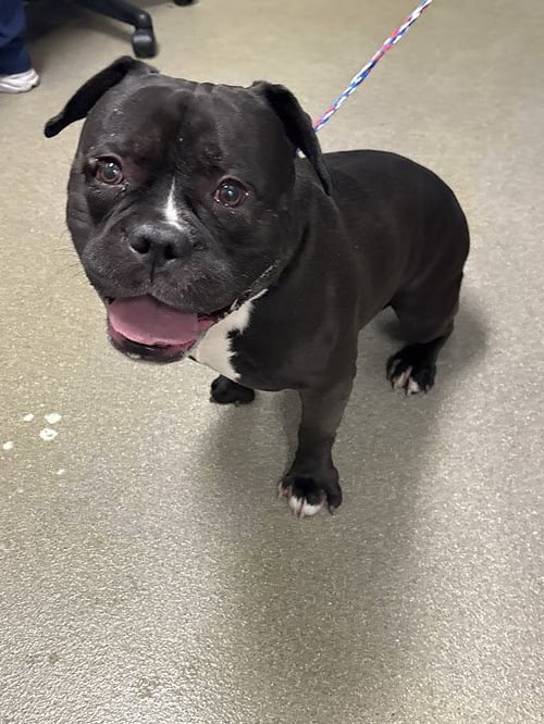 *WALLACE - American Bulldog available for adoption