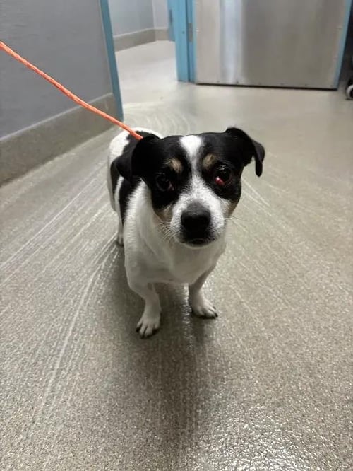 *MARK SLOAN - Chihuahua available for adoption