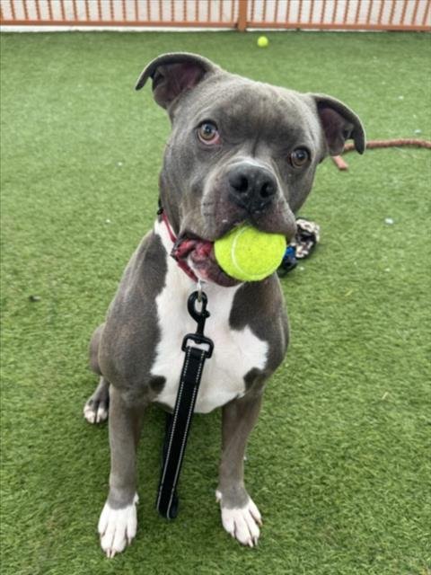 SPARKY - Pit Bull Terrier available for adoption