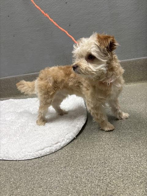 *SCRUFFY - Terrier available for adoption