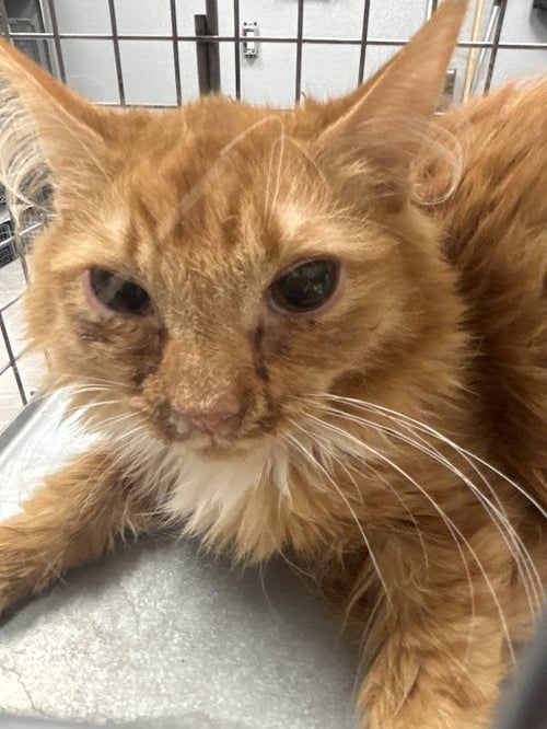 *PUMPKIN - Domestic Long Hair for adoption in North Las Vegas