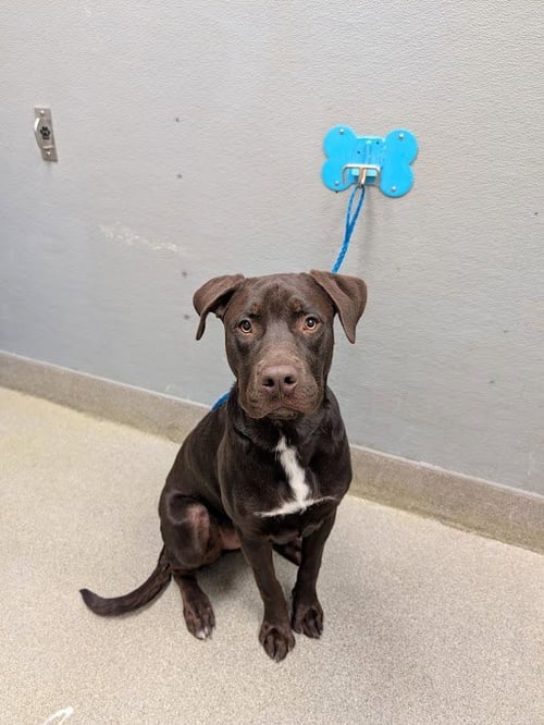 CHOCO - Labrador Retriever available for adoption
