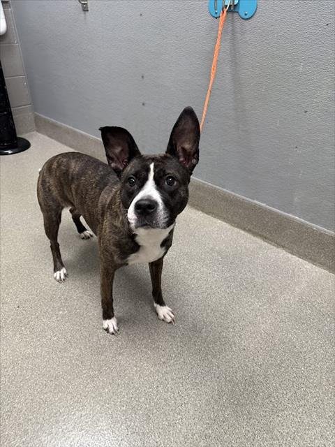 DAISY - Pit Bull Terrier available for adoption