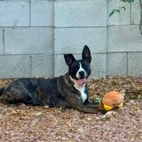 DAISY - Photo 1