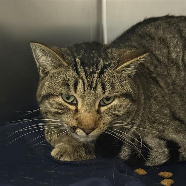 *BRUTUS - Domestic Short Hair available for adoption