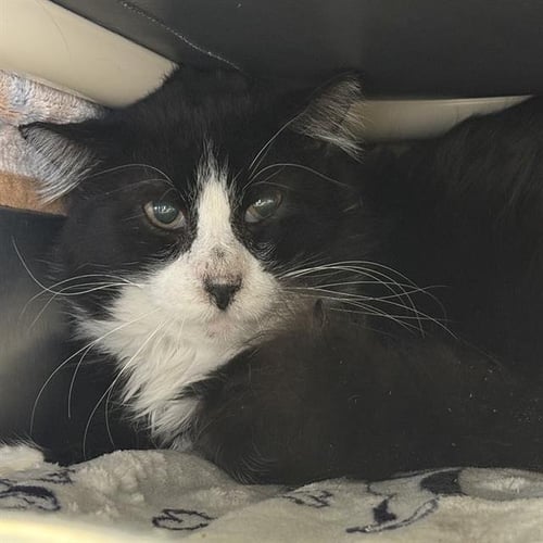 *RUSS - Domestic Short Hair for adoption in Las Vegas