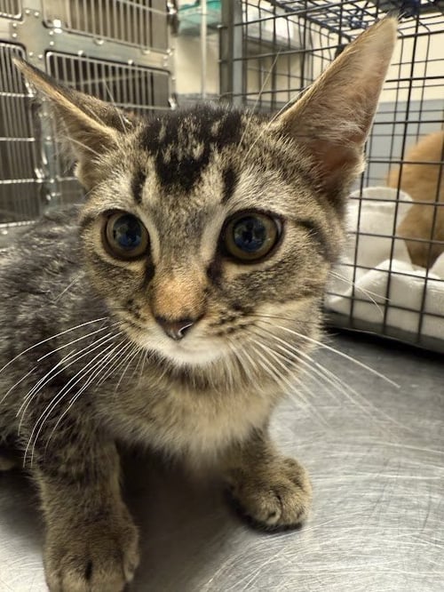 *MARTIN - Domestic Short Hair available for adoption