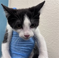 *HELLO KITTY - Photo 1