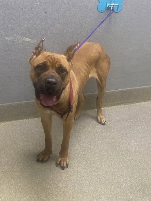 ZEENA - Cane Corso Mastiff available for adoption