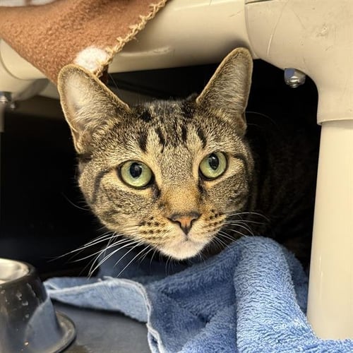 LUNA - Domestic Short Hair available for adoption