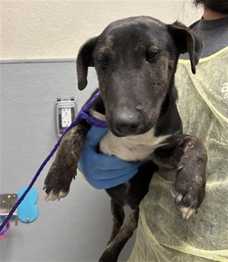 *MUDD - Bull Terrier available for adoption