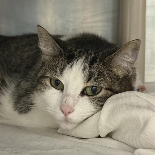 BONSAI - Domestic Short Hair available for adoption
