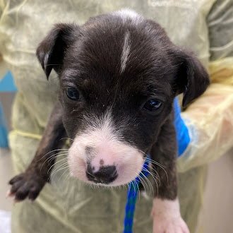 *KAYLA - Pit Bull Terrier available for adoption